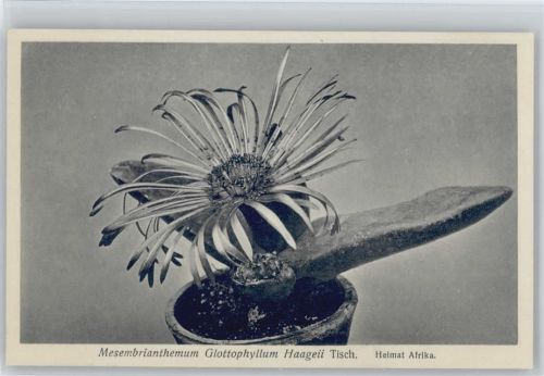Mesembrianthemum Glottophyllum Nr. 278/XXVIII Otto Stoye Pflanzenkarten Kaktus
