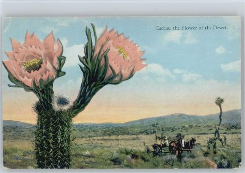 Cactus, the Flower of the Desert, USA Kaktus