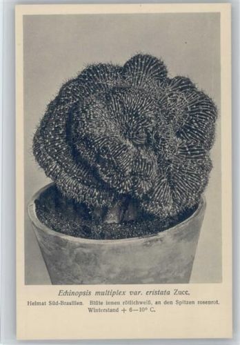 Echinopsis multiplex var. cristata - Süd-Brasilien - Nr. 421/XLIII Otto Stoye Pflanzenkarten Kaktus