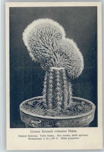 Cereus Strausii - Nr. 163/XVII Otto Stoye Pflanzenkarten Kaktus