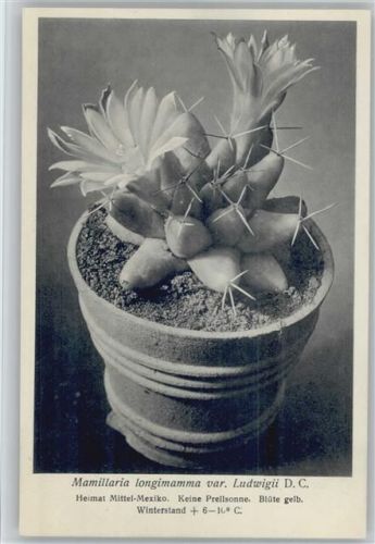 Mamillaria longimamma Ludwigii - Nr. 238/XXIV Otto Stoyer Pflanzenkarten Kaktus