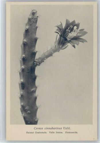 Cereus cinnabarinus Eichl. Nr. 351/XXXVI Otto Stoye Pflanzenkarten Kaktus