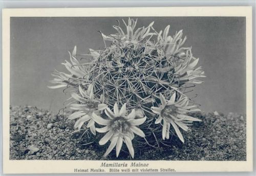 Mamillaria Mainae - Nr. 336/XXXIV Otto Stoye Pflanzenkarten Kaktus