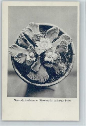 Mesembrianthemum calcarea Schw. - Nr. 86/IX Otto Stoye Pflanzenkarten Kaktus