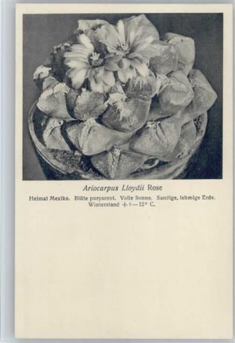 Ariocarpus Lloydii Rose - Nr. 152/XVI Otto Stoyer Pflanzenkarten Kaktus