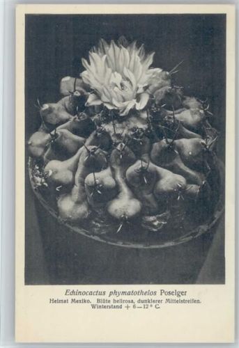 Echinocactus phymatothelos Poselger - Nr.329/XXXIII Otto Stoye Pflanzenkarten Kaktus