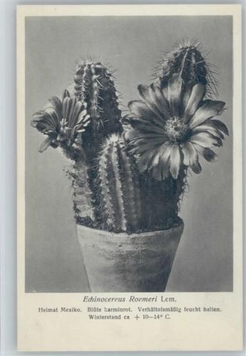 Echinocereus Roemeri Lem. - Nr.221/XXIII Otto Stoye Pflanzenkarten Kaktus