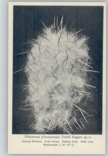 Pilocereus Trollii Kupper - Bolivien - Nr. 331/XXXIV Otto Stoye Pflanzenkarten Kaktus