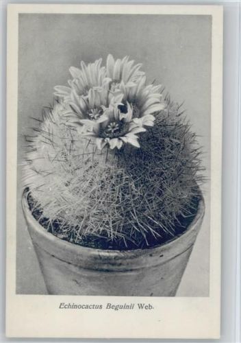 Echinocactus Beguinii Web. - Nr. 61/VII Otto Stoye Pflanzenkarten Kaktus