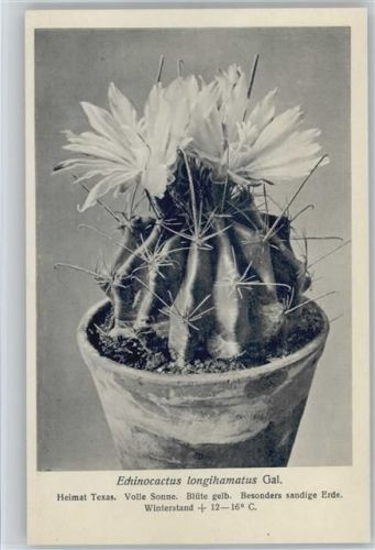 Echinocactus - Nr. 267/XXVII Otto Stoyer Pflanzenkarten Kaktus