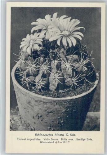 Echinocactus Mostii K. Sch. - Nr. 145/XV Otto Stoye Pflanzenkarten Kaktus