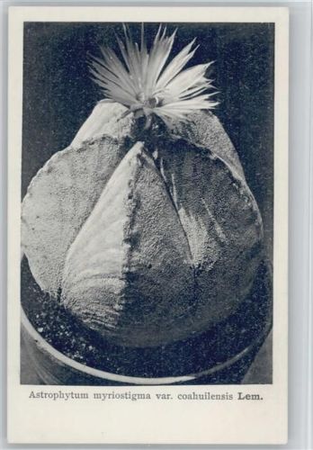 Astrophytum - Nr. 39/IV Otto Stoye Pflanzenkarten Kaktus
