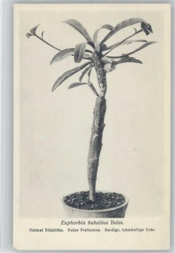 Euphorbia bubalina Boiss- Heimat Südafrika - Nr. 165/XVII Otto Stoye Pflanzenkarten Kaktus