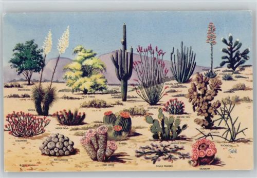 verschiedene Kakteen - Cacti and Desert Flora of the great Southwest USA Kaktus 1955