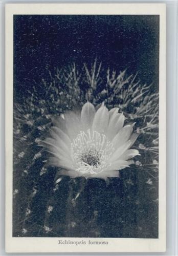 Nr. 38/IV Otto Stoye Pflanzenkarten - Echinopsis formosa Kaktus