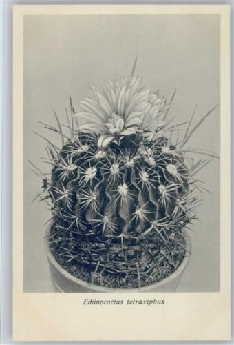 Echinocactus tetraxiphus - Nr. 360/XXXVI Otto Stoye Pflanzenkarten Kaktus