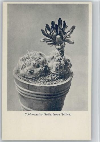 Nr. 59/VI Otto Stoye Pflanzenkarten - Echinocactus Sutterianus Schick. Kaktus