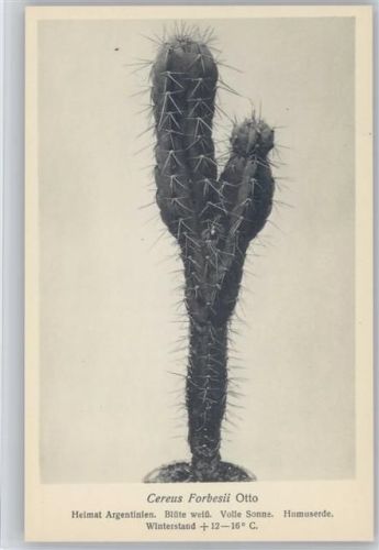 Cereus Forbesii Otto - Nr. 396/XI Otto Stoye Pflanzenkarten Kaktus
