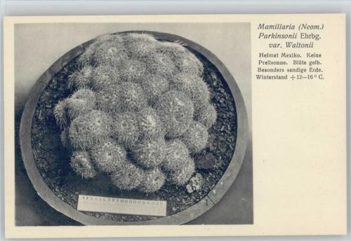 Mamillaria Parkinsonii var. Waltonii - Nr. 368/XXXVII Otto Stoye Pflanzenkarten Kaktus