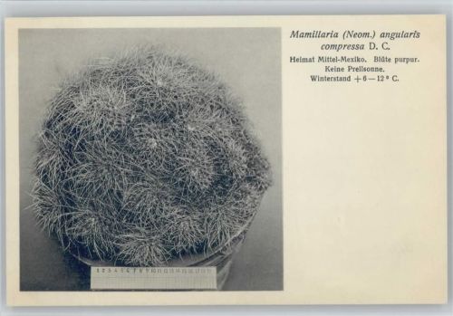 Mamillaria angularis compressa - Nr. 370/XXXVII Otto Stoye Pflanzenkarten Kaktus