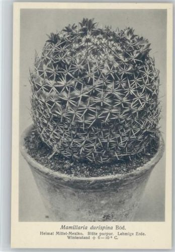 Mamillaria durispina Böd. - Nr. 324/XXXIII Otto Stoye Pflanzenkarten