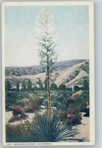 Nr. 1013 - Spanish Bayonet, California USA