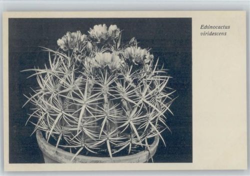 Echinocactus viridescens Nr. 352/XXXVI Otto Stoye Pflanzenkarten