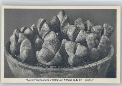 Mesembrianthemum Pleispilos Bolusii - Nr. 116/XII Otto Stoye Pflanzenkarten