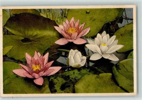 Pond Lily Seerose