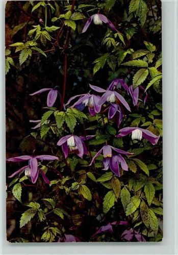 Photochromie Serie 523 Nr. 950 Alpenflora - Schweizer Bund für Naturschutz Umweltschutz
