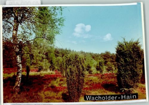 21266 W2112 Jesteburg 1966 FOTO KEINE AK Wacholder-Hain