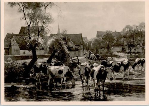 HDK Nr. 456 Photo Hoffmann , sign Moeller "Kühe am Dorfbach