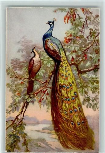 Verlag STZ.F. Nr. 114 - Pfau