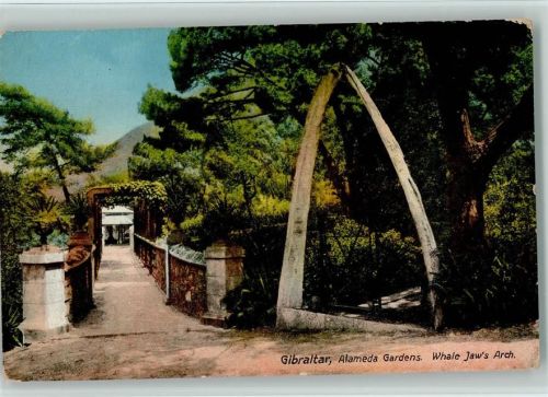 Gibraltar - Alameda Gardens - Whale Jaws Arch ca 1908 AK Wal