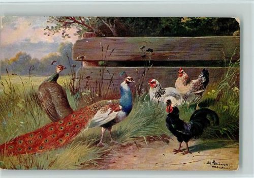Der Pfau und Hühner signiert Schönian - Geflügel