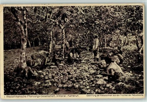 1914 Nr. 1 Westafriknische Pflanzungs Ges. "Viktoria" in Kamerun , Gewinnung der Kakaobohnen