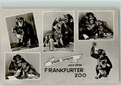 Frankfurt Frankfurter Zoo Schimpansen Mehrfachaufnahme