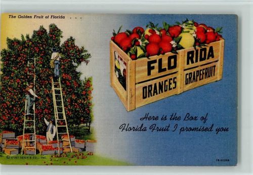 Tropical Florida Series 258 F - Früchte aus Florida - Orangen Bäume Ernte, Landwirtschaft