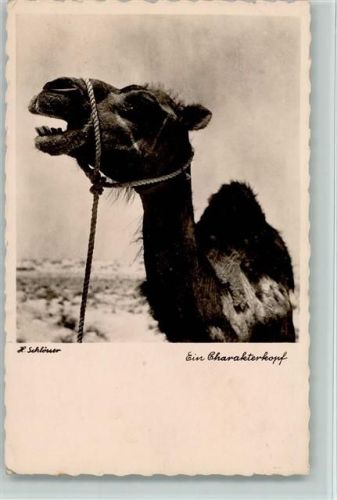 Ein Charakterkopf Foto von Schlösser 1943 AK Kamel