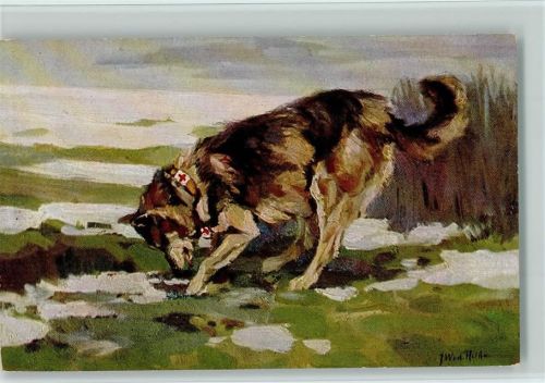 Nr. 7 Der Sanitätshund im Felde - auf der Spur eines Verwundeten Sanitätshund