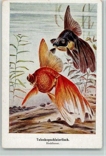 Teleskopschleierfisch Fisch Künstlerkarte