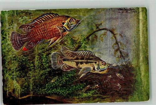 Maulbrüter - Wegners Zierfisch Zuchtkarten Nr. 13 AK