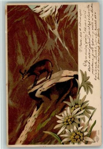 Edelweiss, color AK 1901 AK Gams Künstlerkarte