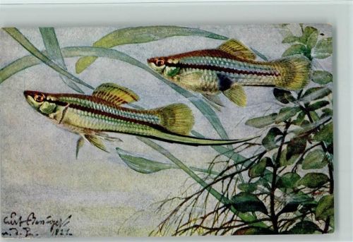 Xiphophorus Helleri sign Bessiger