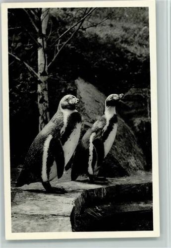 des Versandhauses Nordland in Osnabrück Pinguin