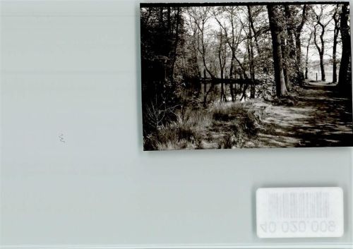 26169 W2908 Friesoythe FOTO KEINE AK Wald