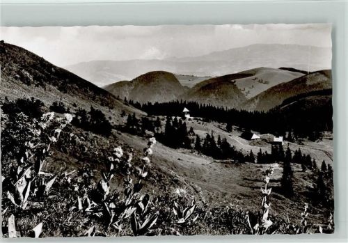 Blühender Enzian im Schwarzwald Foto ca 1960 AK