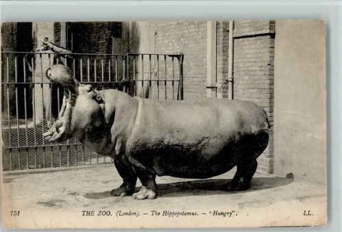 im Zoo in London Nilpferd 1907
