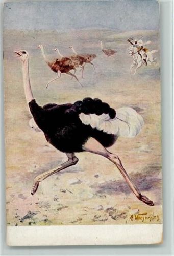 Strauße werden gejagt - Meinholds Tierbilder Nr. 18 AK