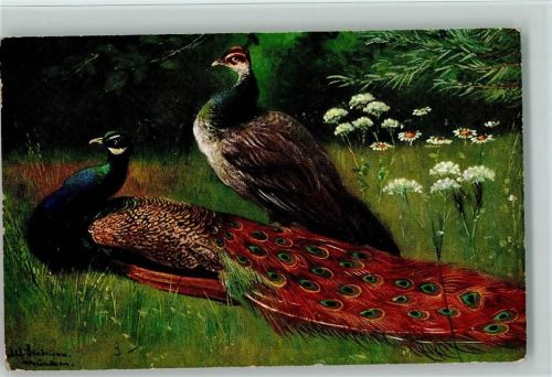 TSN Serie 539 Pfauenpaar - Tiere